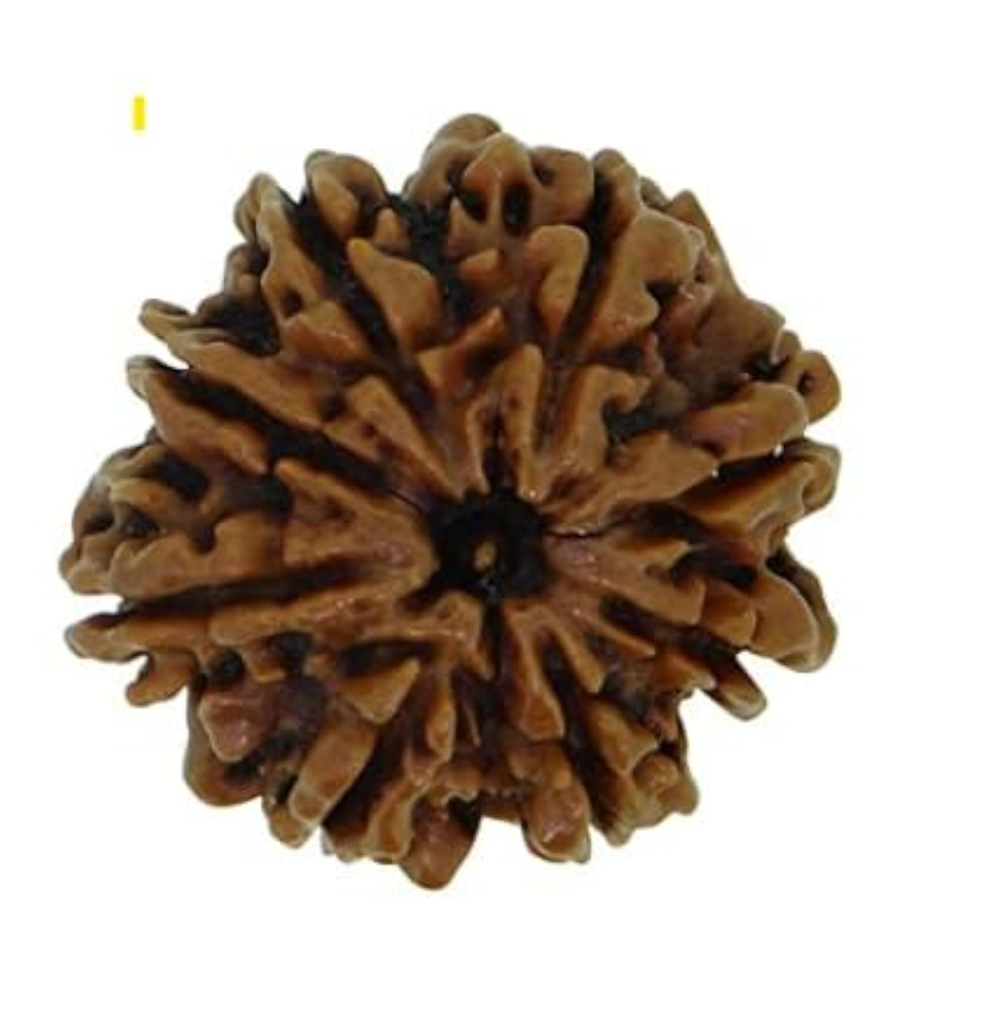 Big Size 6 Mukhi Rudraksha Bead, Certified Quality